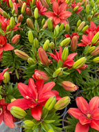 Lilium Pura Amor mayorista