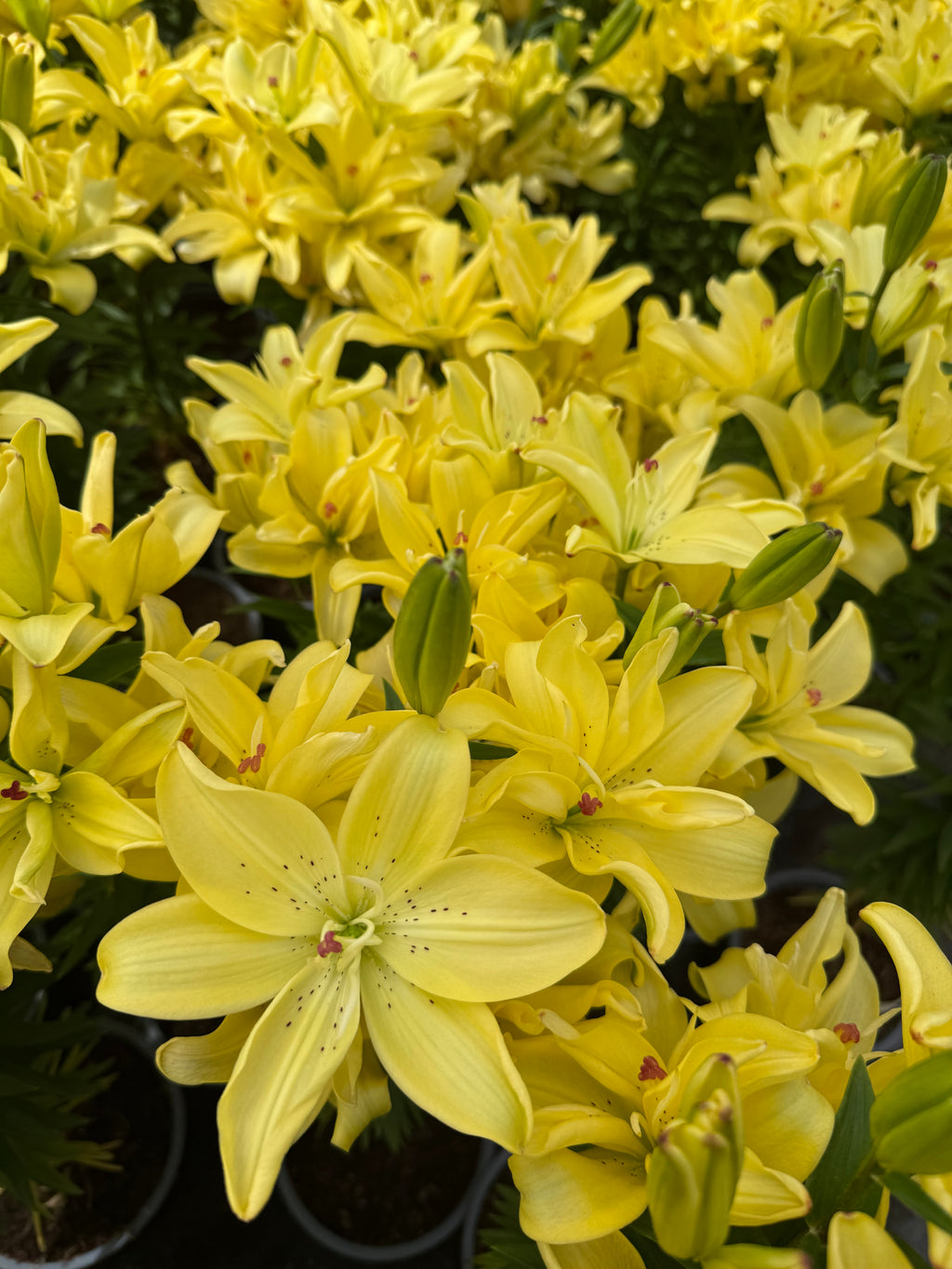 Lilium Pura Luna mayorista