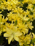 Lilium Pura Luna mayorista