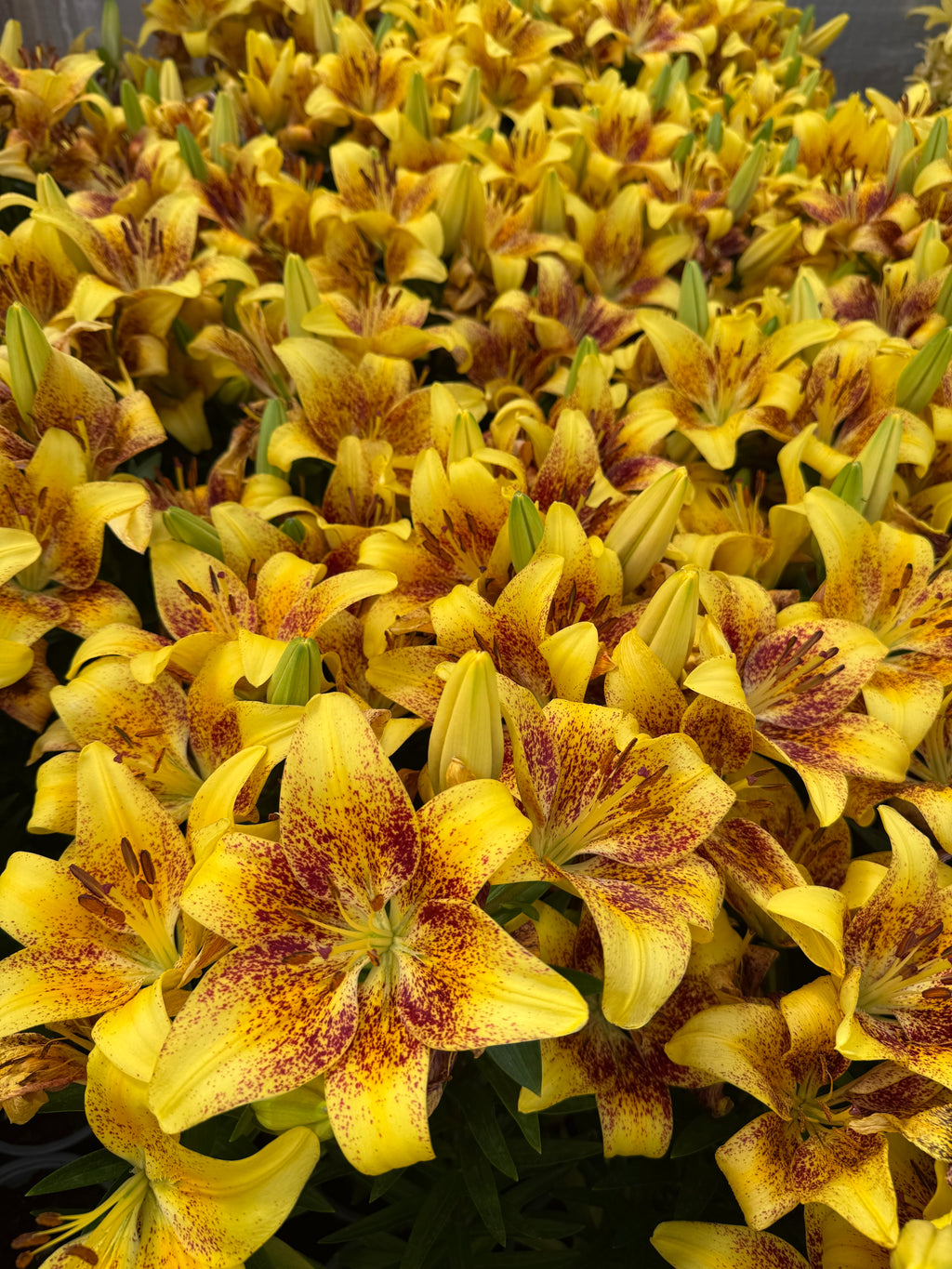 Lilium Tiny Nugget mayorista