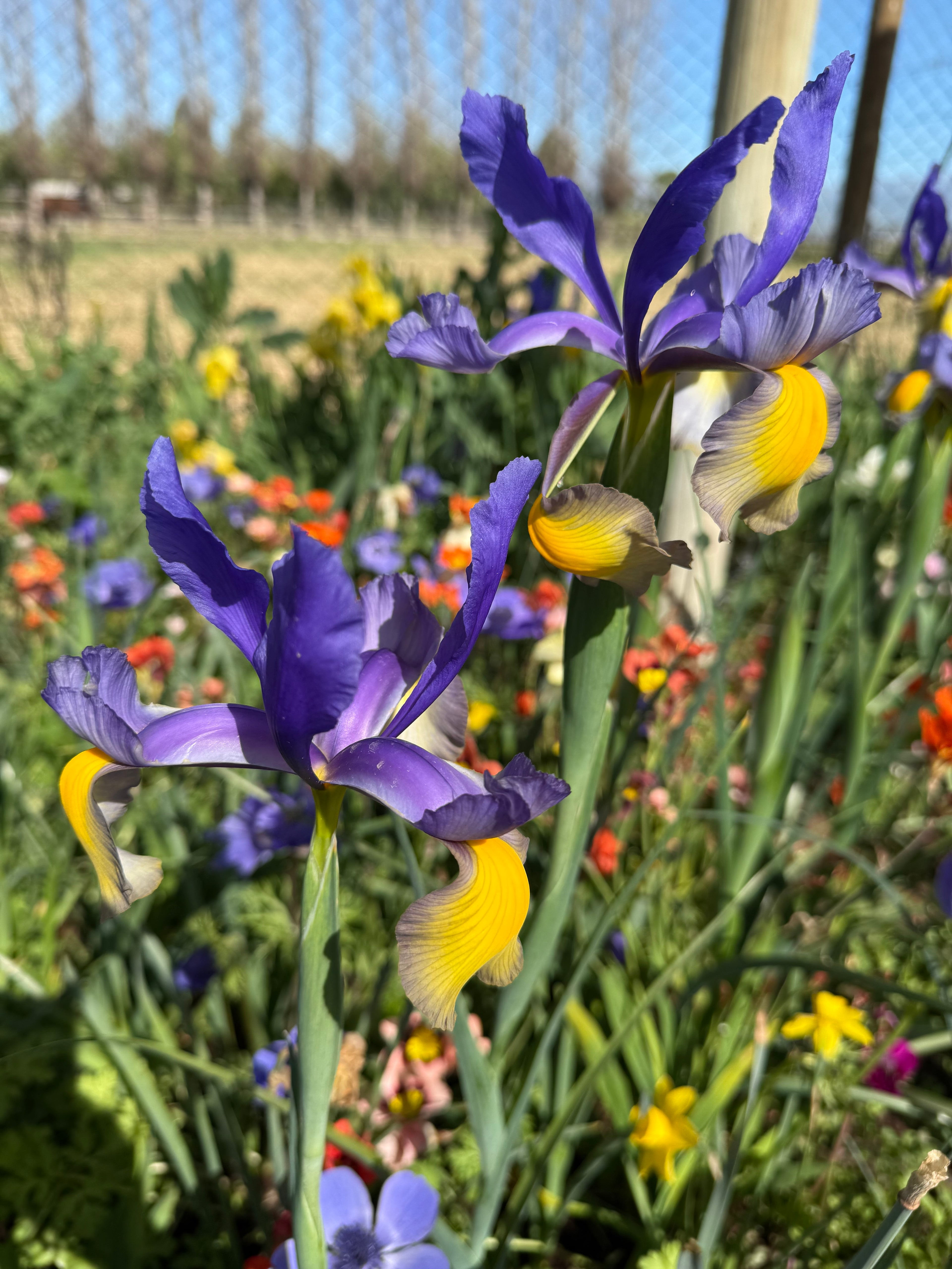 Iris holándica Miss Saigon