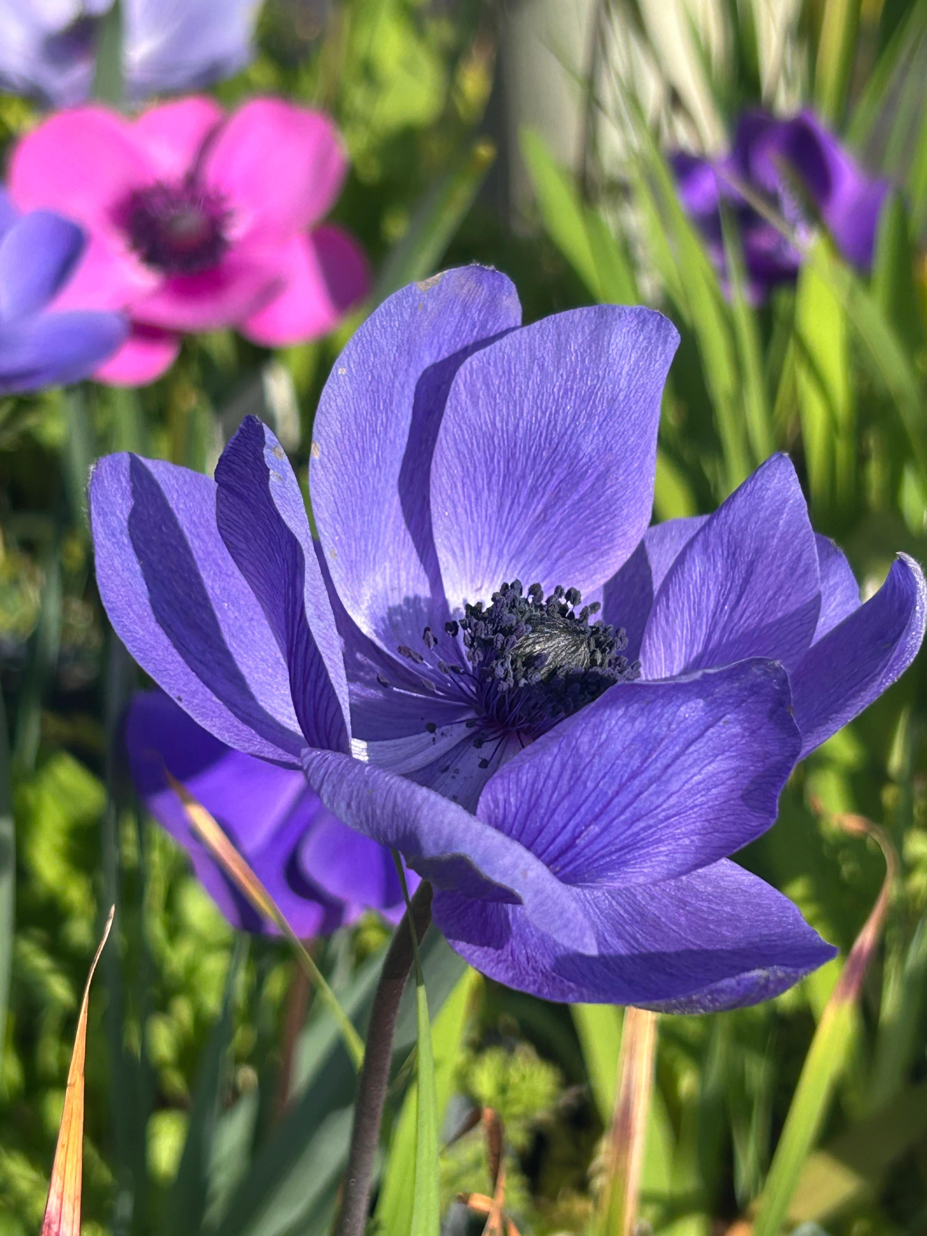 Anémonas Mr. Fokker