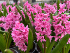 Jacinto Pink Surprise