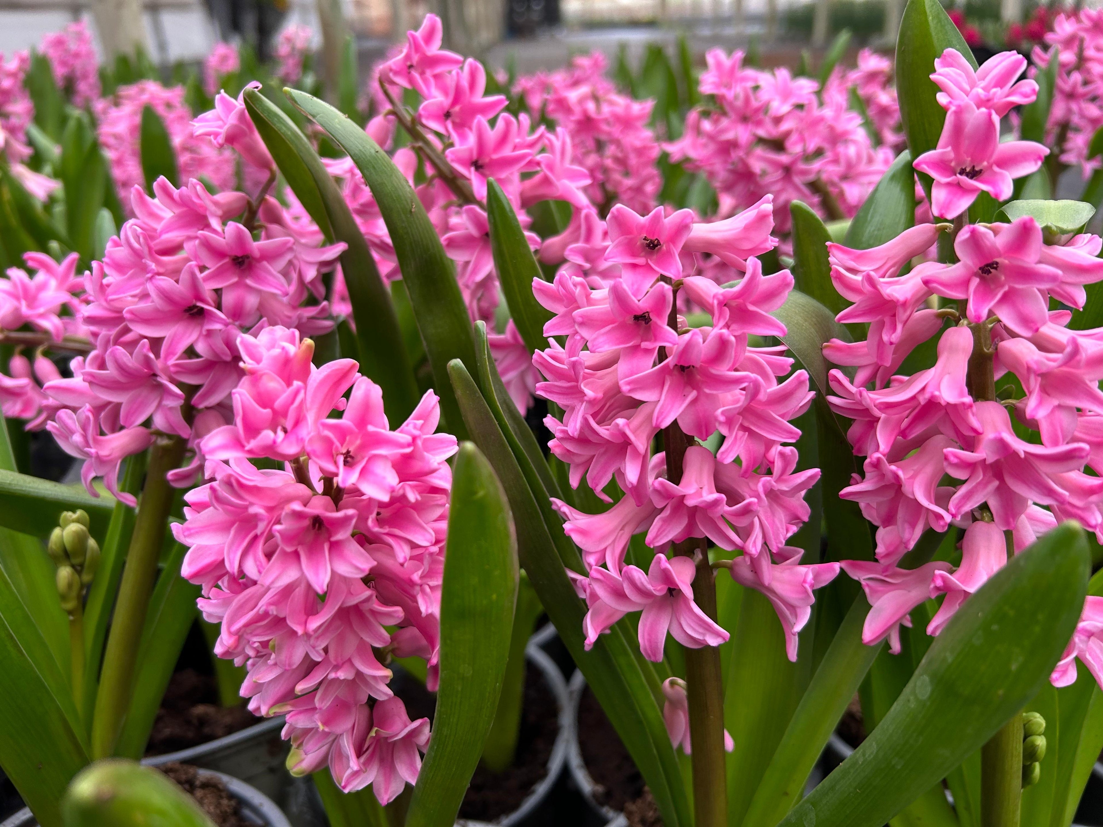 Jacinto Pink Surprise