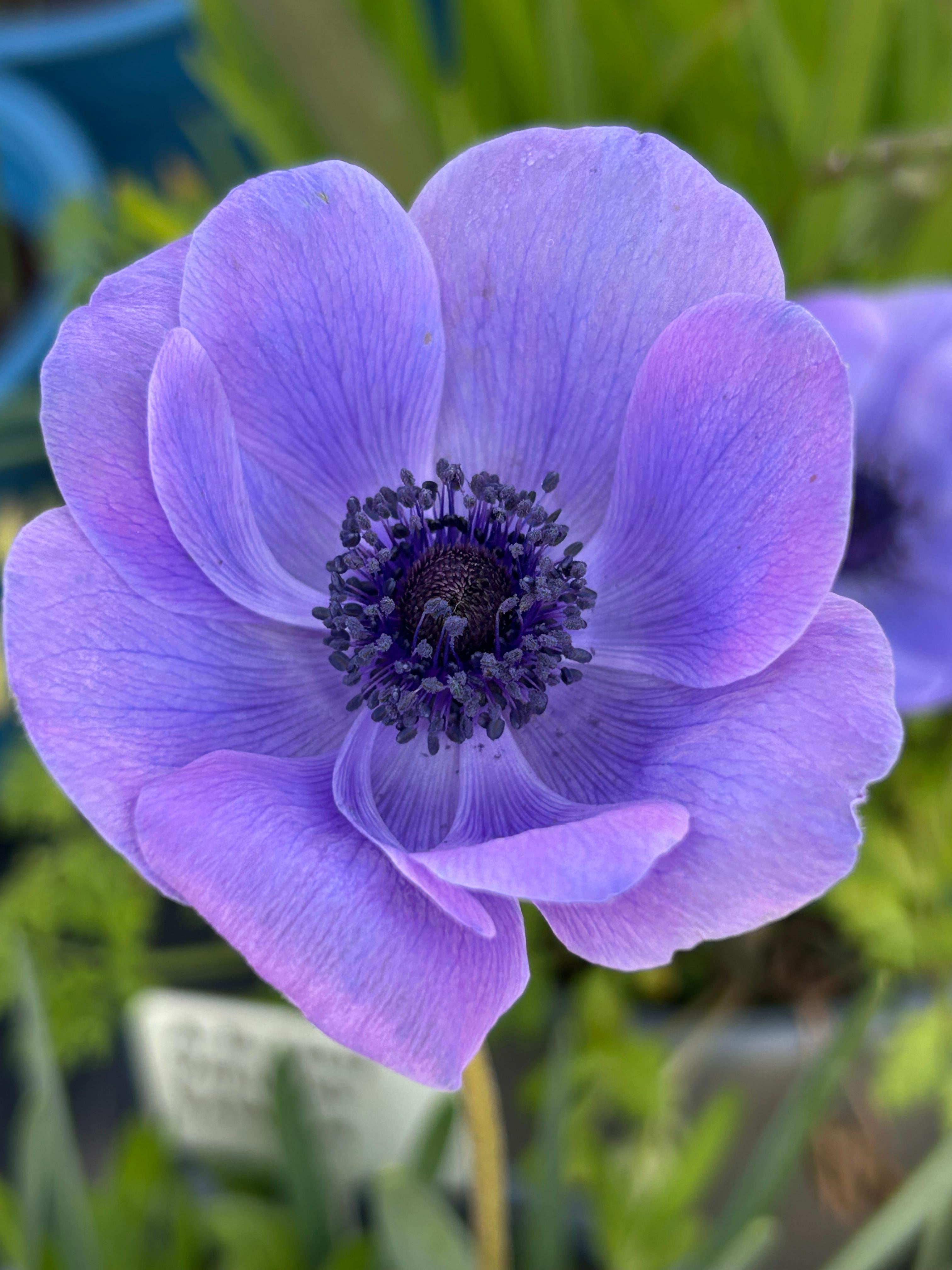 Anémonas Mr. Fokker