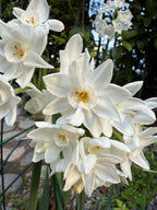 Narciso Paperwhite