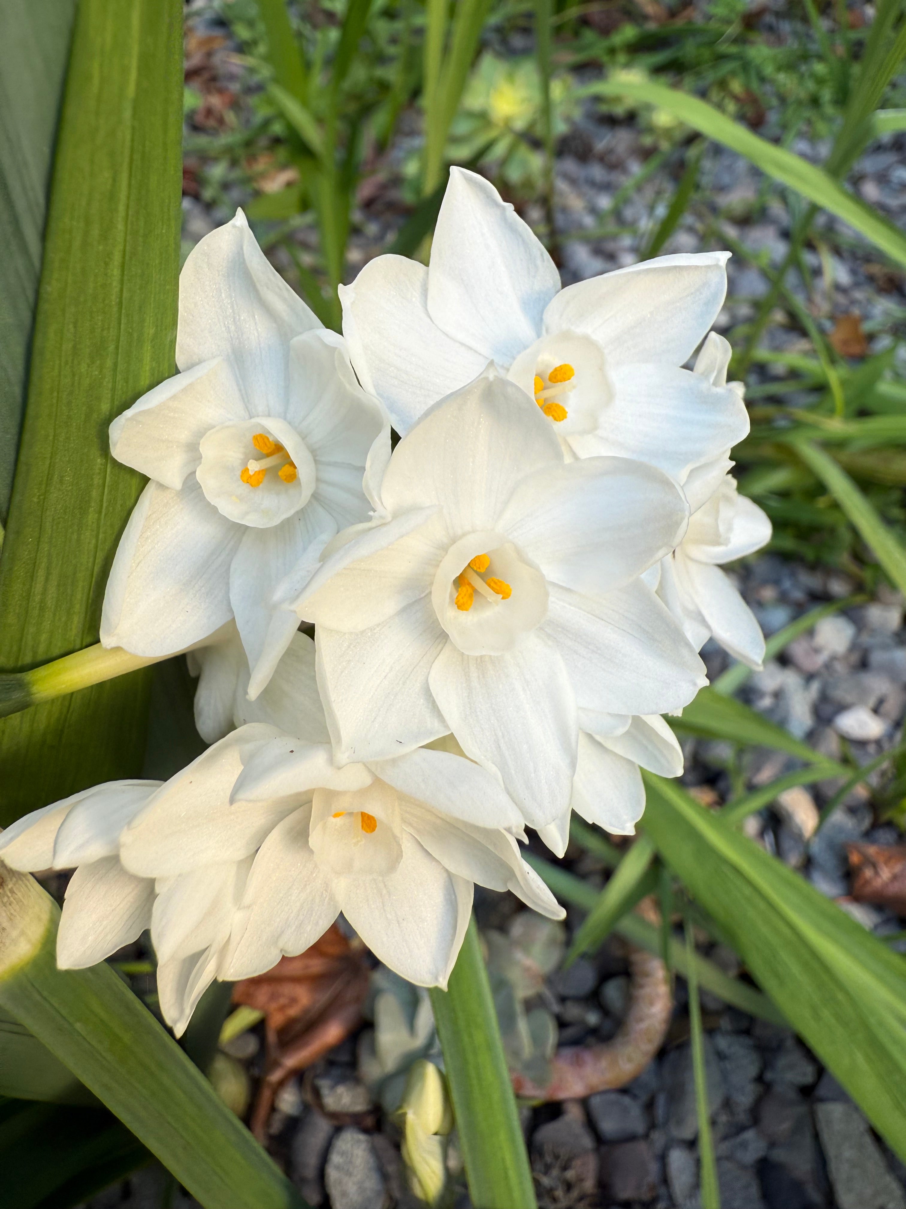 Narciso Paperwhite