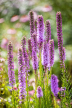 Liatris Spicata Ingevroren mayorista