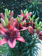 Lilium Tiny Ink