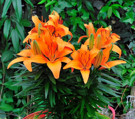 Lilium Tiny Invader