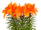Lilium Tiny Invader