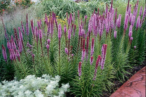 Liatris Spicata Kobold mayorista