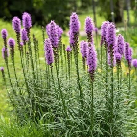 Liatris Spicata Kobold mayorista