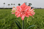 Amaryllis Lady Jane mayorista