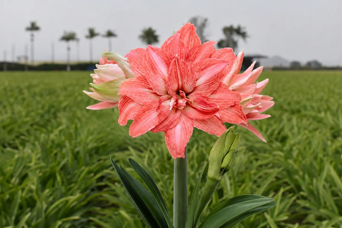 Amaryllis Lady Jane mayorista