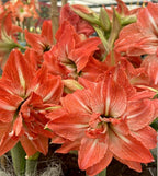 Amaryllis Lady Jane mayorista