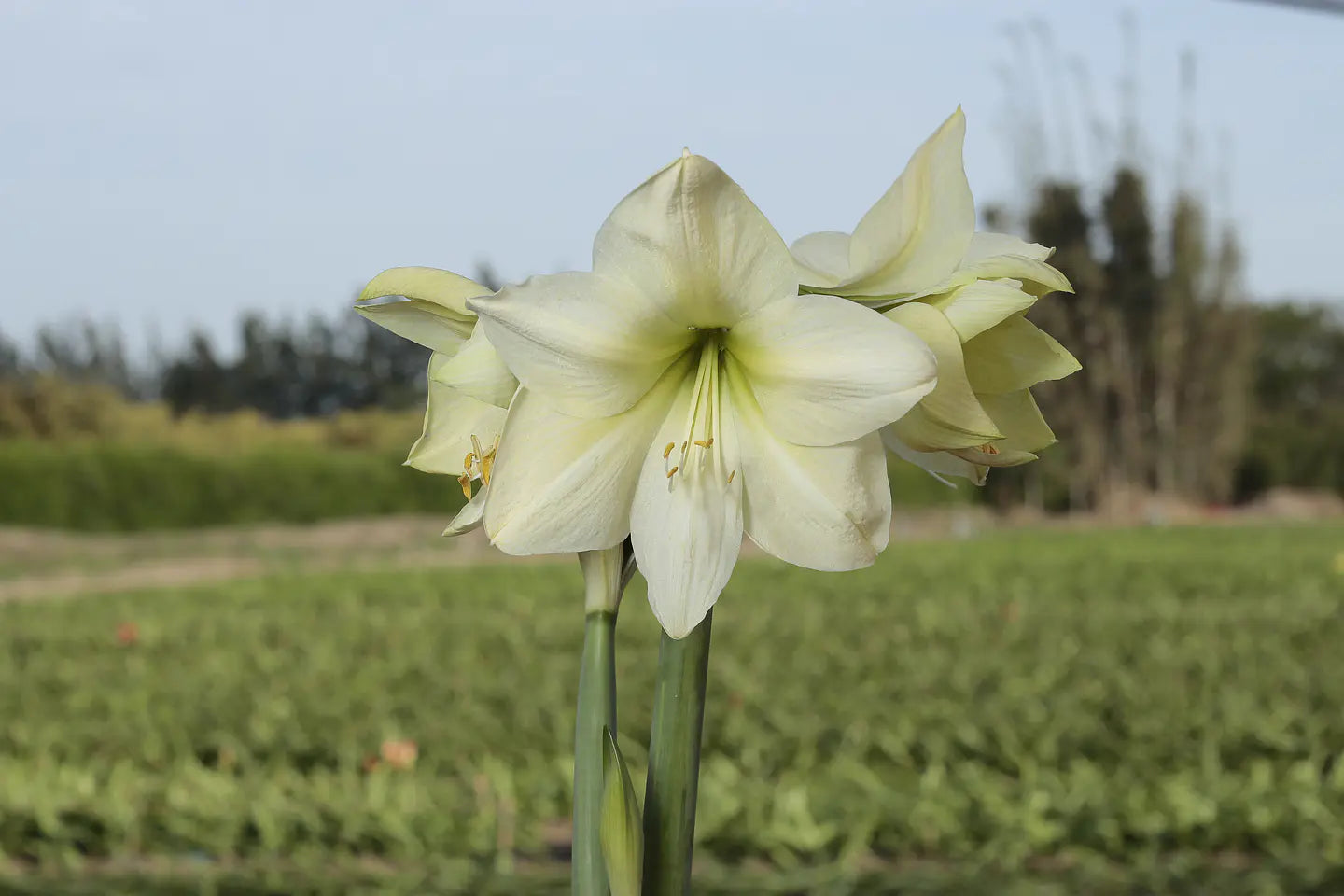 Amaryllis Lemon Star mayorista