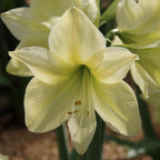 Amaryllis Lemon Star mayorista