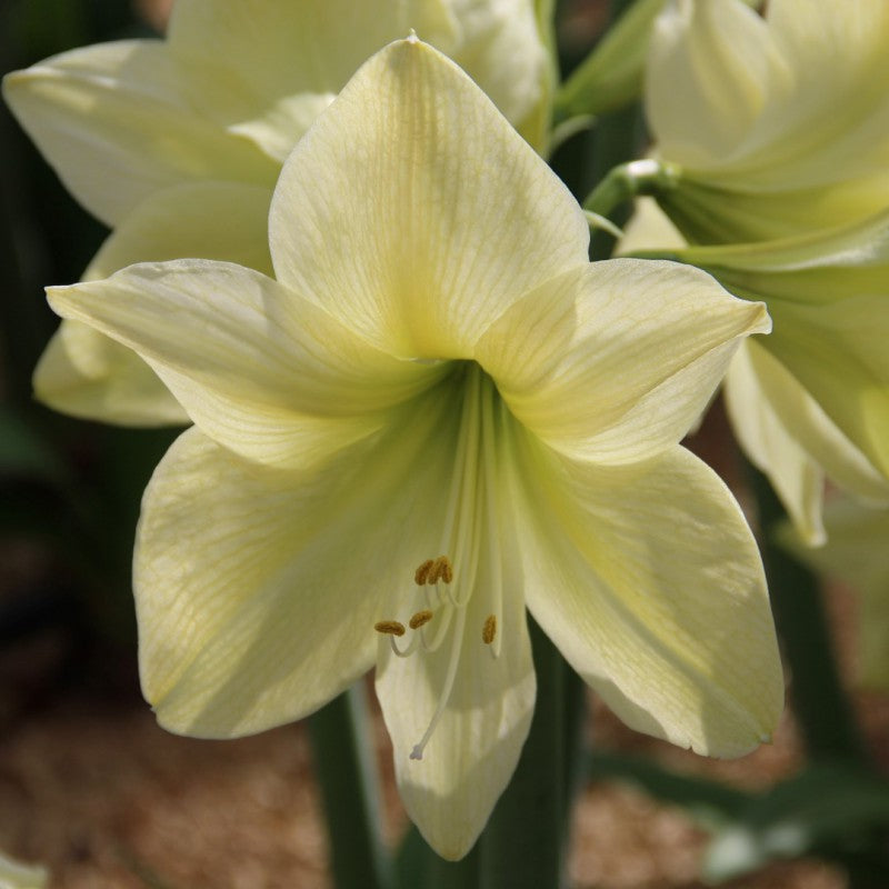 Amaryllis Lemon Star mayorista