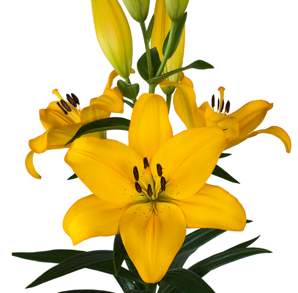 Lilium Lentella