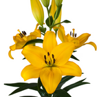 Lilium Lentella