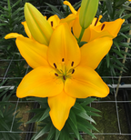 Lilium Lentella