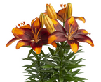 Lilium Tiny Lion