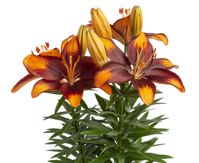 Lilium Tiny Lion