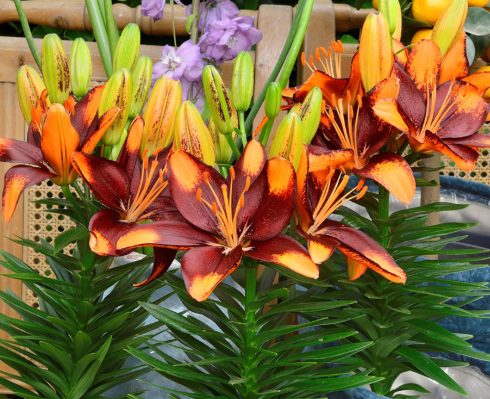 Lilium Tiny Lion