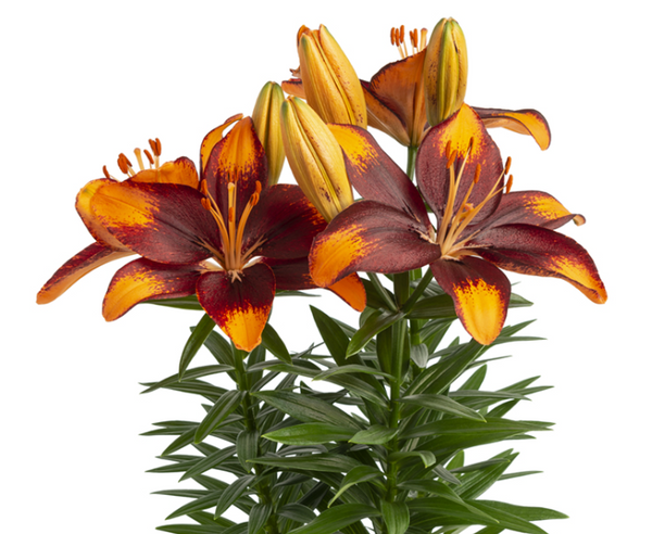 Lilium Tiny Lion mayorista