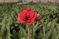 Amaryllis Málaga mayorista