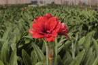 Amaryllis Málaga mayorista