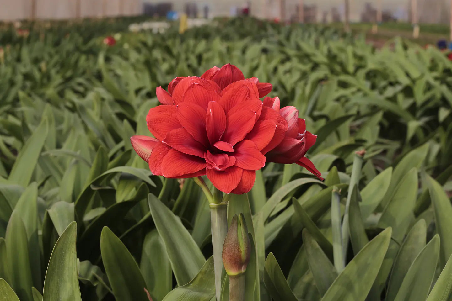 Amaryllis Málaga mayorista