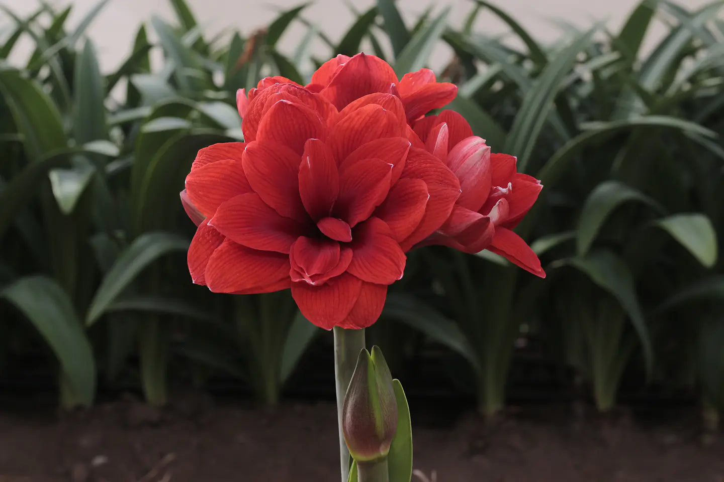 Amaryllis Málaga mayorista
