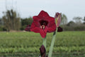 Amaryllis Mandela mayorista