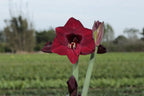 Amaryllis Mandela mayorista