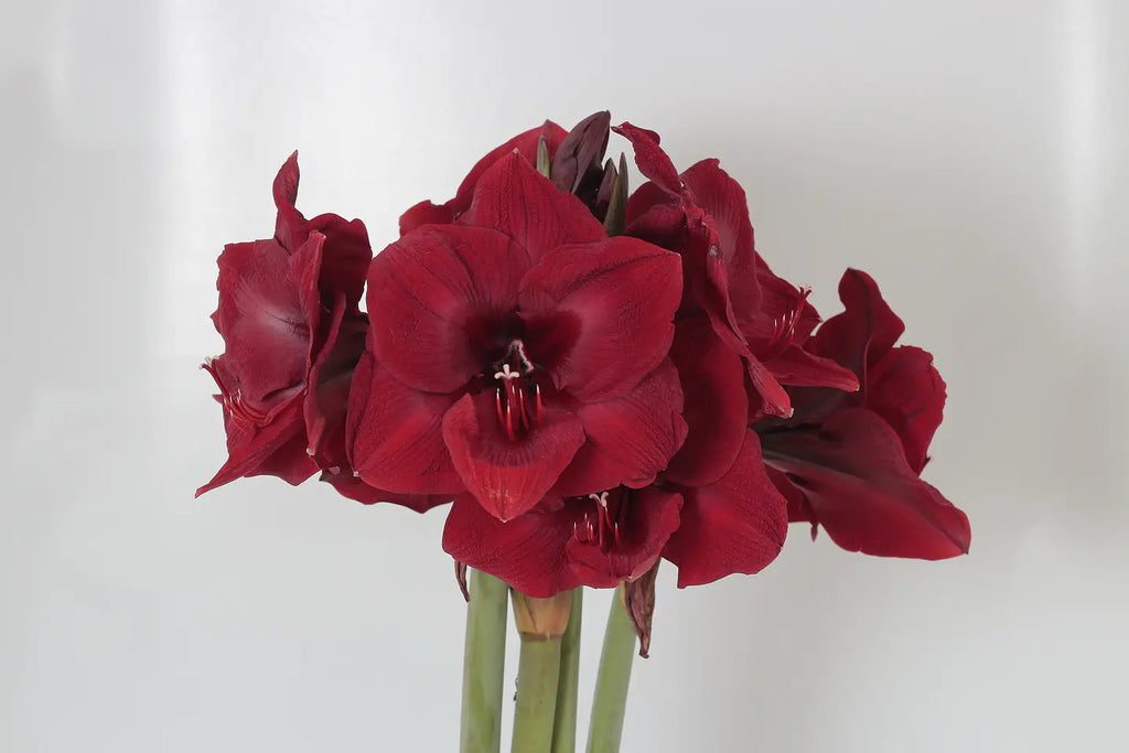 Amaryllis Mandela mayorista