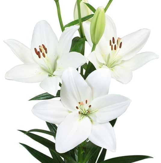 Lilium Mary Ann