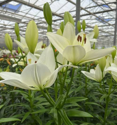 Lilium Mary Ann