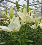 Lilium Mary Ann
