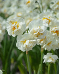 Narciso Bridal Crown