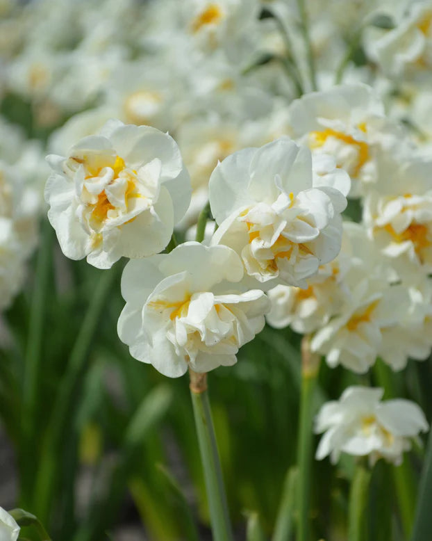 Narciso Bridal Crown