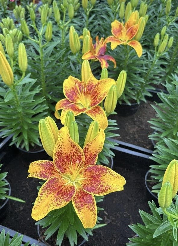 Lilium Tiny Nugget
