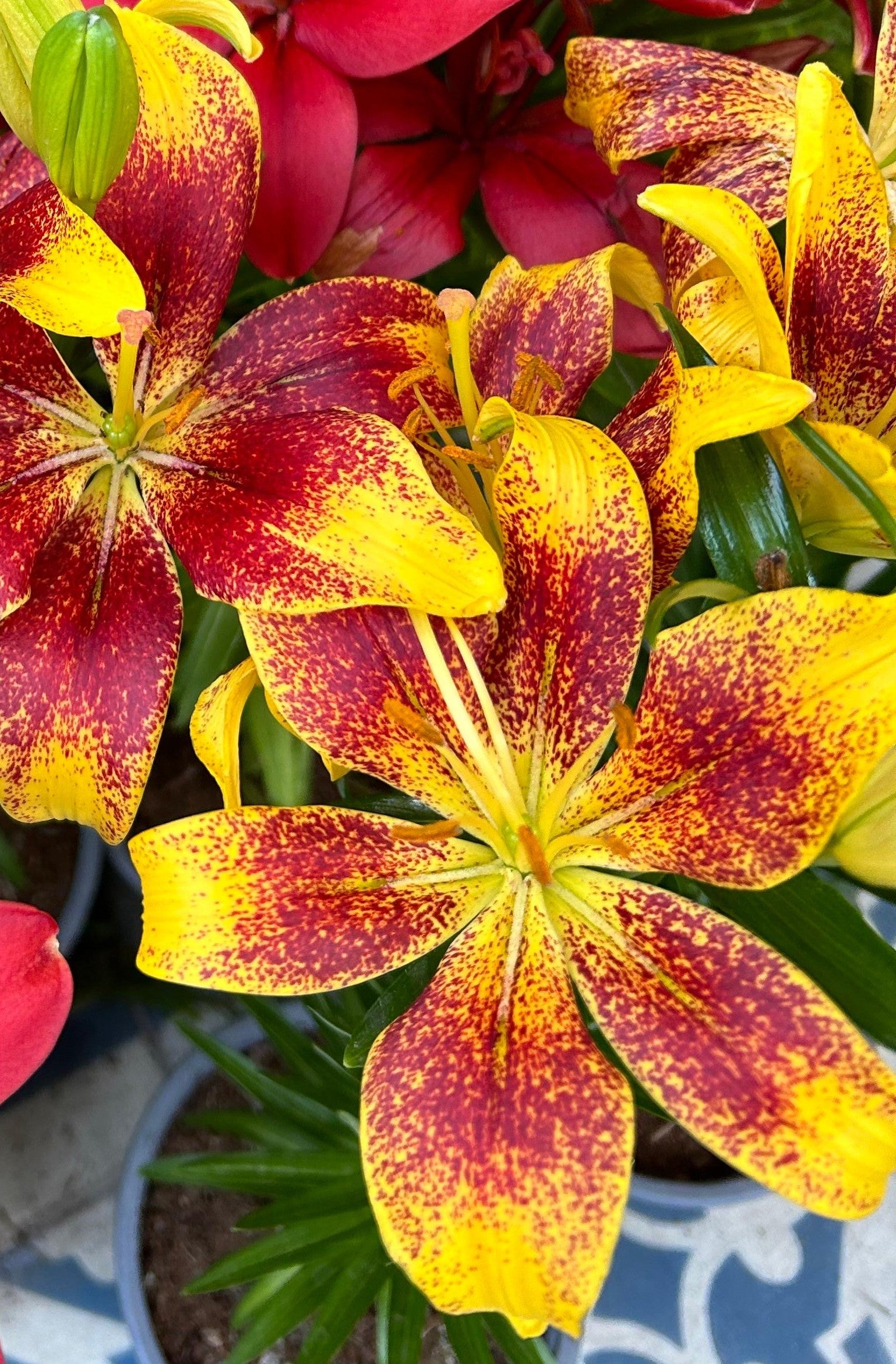 Lilium Tiny Nugget