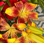 Lilium Tiny Nugget