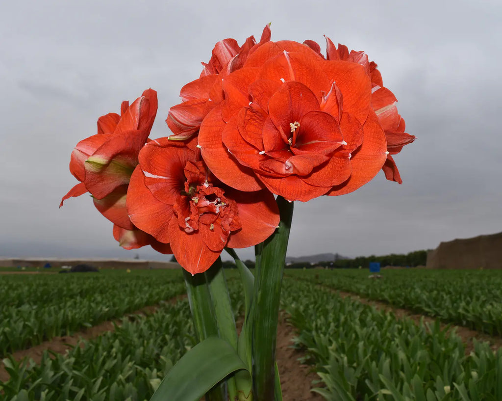 Amaryllis Nyora mayorista