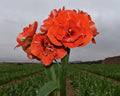 Amaryllis Nyora mayorista
