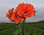 Amaryllis Nyora mayorista