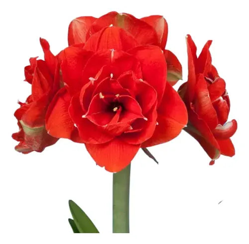 Amaryllis Nyora mayorista