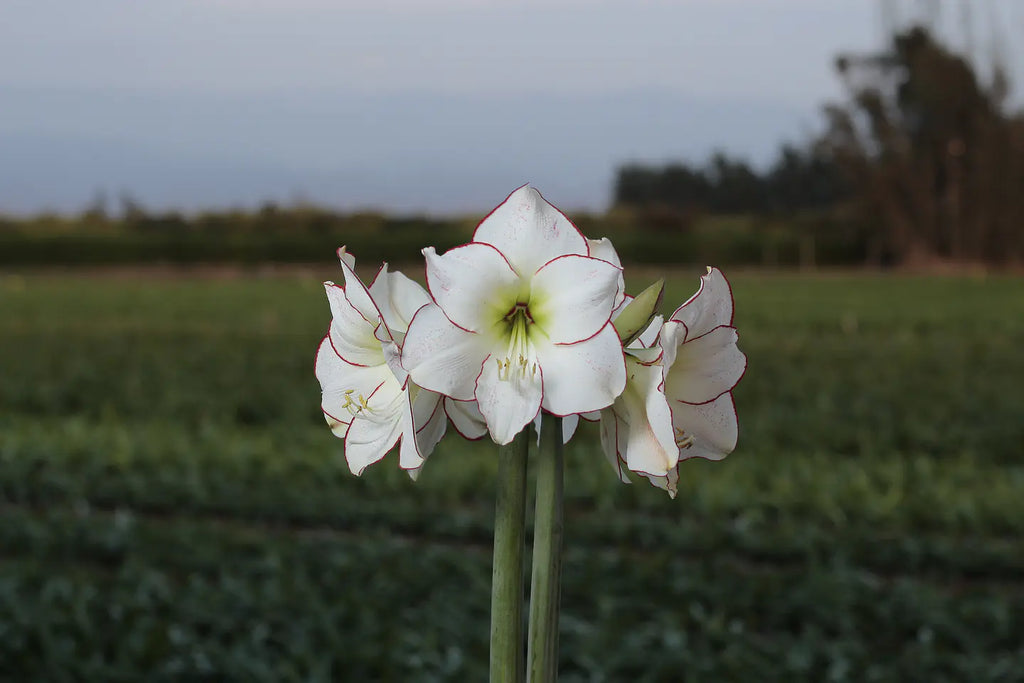 Amaryllis Picasso mayorista